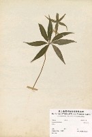 七葉一枝花藏品圖，第2張